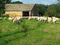 Sheep on Boxbush Farm